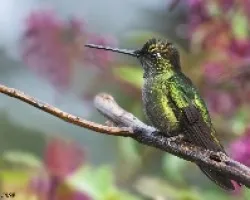 Eugenes fulgens