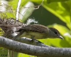 Pachyramphus polychopterus