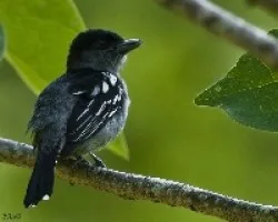 Pachyramphus polychopterus