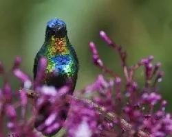 Panterpe insignis