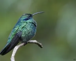 Colibri thalassinus