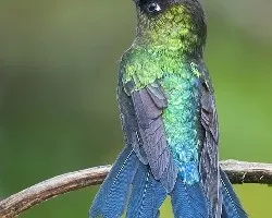 Panterpe insignis