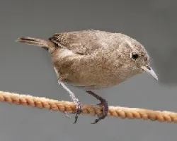 Troglodytes aedon