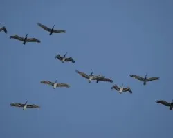 Pelecanus occidentalis