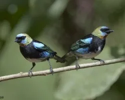 Tangara larvata