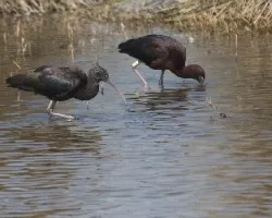 Plegadis falcinellus
