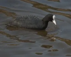 Fulica atra