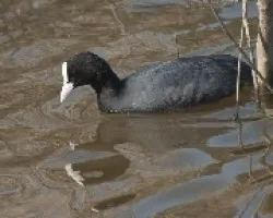 Fulica atra