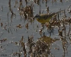 Motacilla flava