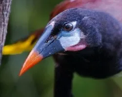 Gymnostinops montezuma