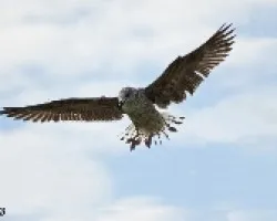 Gaviota