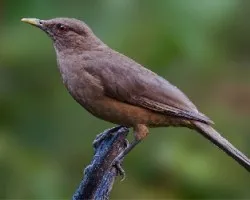 Turdus grayi