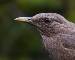 Turdus grayi