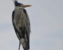Ardea cinerea