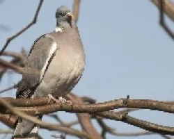 Columba palumbus