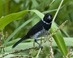Sporophila corvina