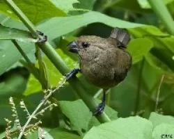 Sporophila corvina