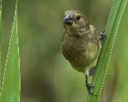 Sporophila corvina