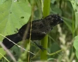 Sporophila corvina