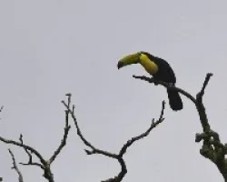 Ramphastos sulfuratus