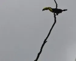 Ramphastos sulfuratus