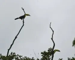 Ramphastos sulfuratus