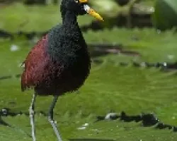 Jacana spinosa
