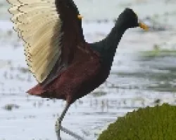 Jacana spinosa