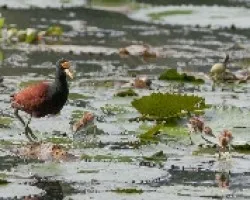 Jacana spinosa
