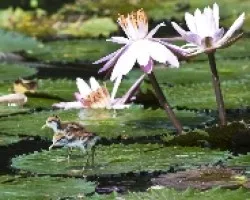Jacana spinosa