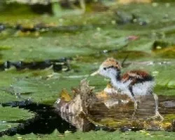 Jacana spinosa