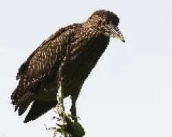 Nycticorax nycticorax