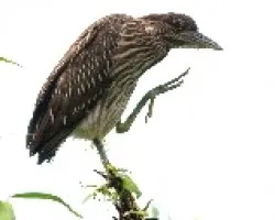 Nycticorax nycticorax