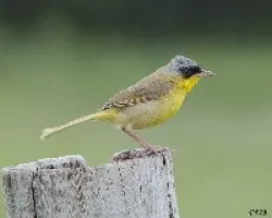 Geothlypis poliocephala