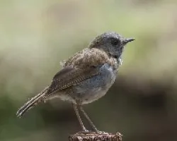 Catharus gracilirostris