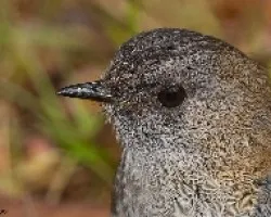 Catharus gracilirostris
