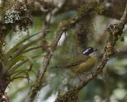 Chlorospingus pileatus