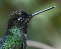 Eugenes fulgens