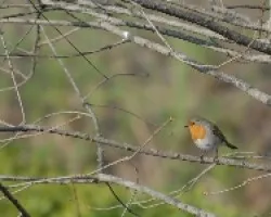 Erithacus rubecula