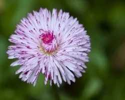 Bellis perennis