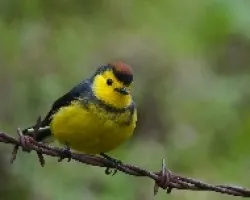 Myioborus torquatus