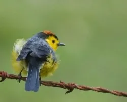 Myioborus torquatus