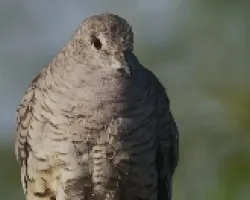 Columbina inca