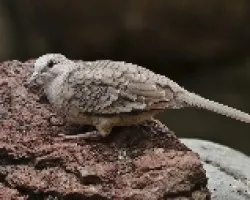 Columbina inca