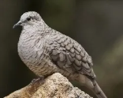 Columbina inca