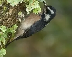 Picoides villosus