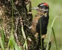 Picoides villosus