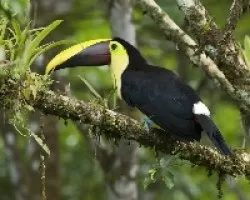 Ramphastos ambiguus