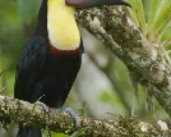 Ramphastos ambiguus