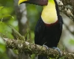 Ramphastos ambiguus